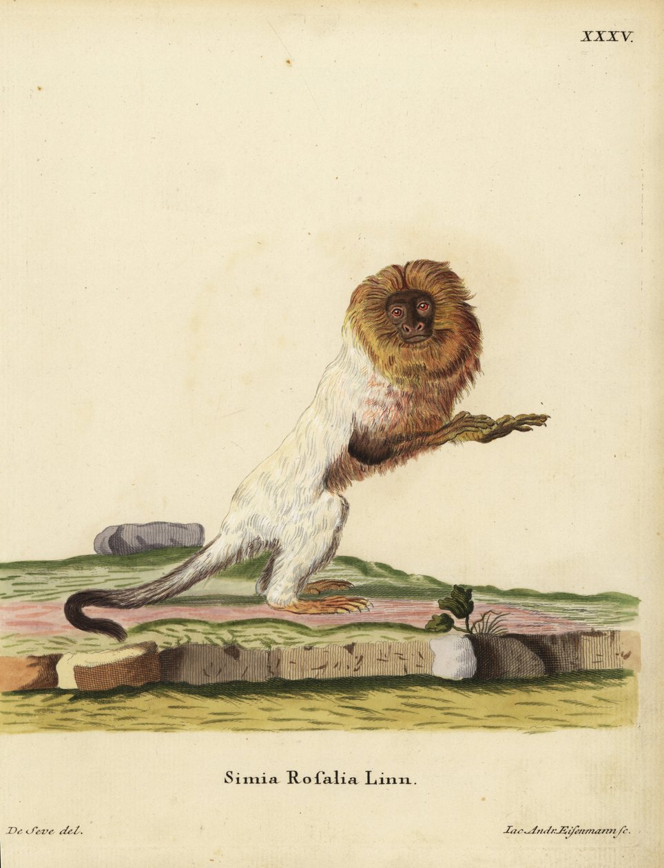 Gylden løvetamarin eller gylden silkeabe, Leontopithecus rosalia. Udryddelsestruet. Simia rosalia Linn. Håndkoloreret kobberstik af Jakob Andreas Eisenmann efter en illustration af Jacques de Seve fra Johann Christian Daniel Schrebers Animal Illustrati af Unbekannter Künstler