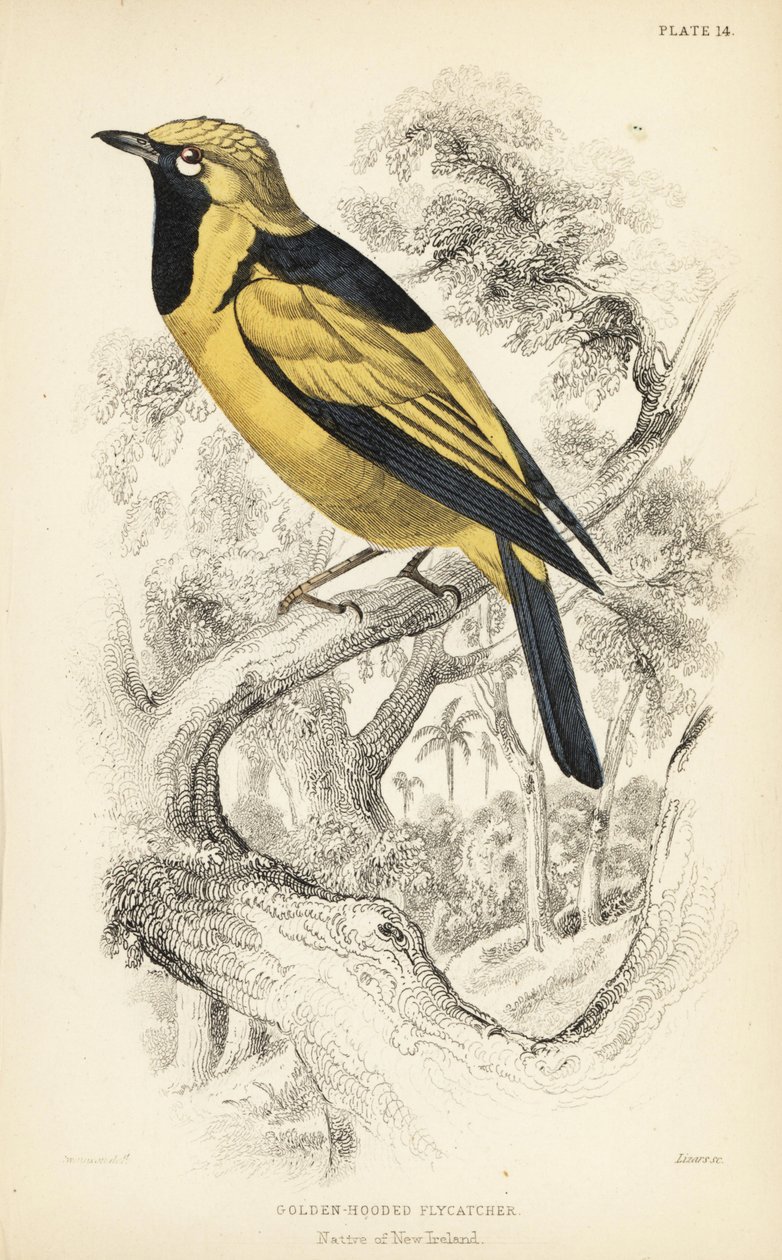 Gylden monark, Carterornis chrysomela (guldhættefluesnapper, Monacha chrysomela). Håndkoloreret stålstik af William Lizars efter en illustration af William Swainson fra Sir William Jardine