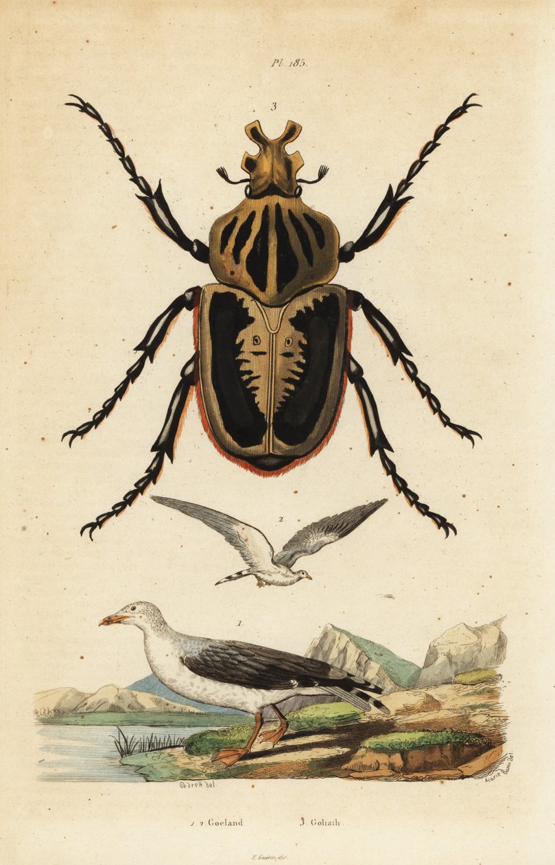 Goliatbille, Goliathus goliatus 1 og almindelig måge, Larus canus 2 af Unbekannt