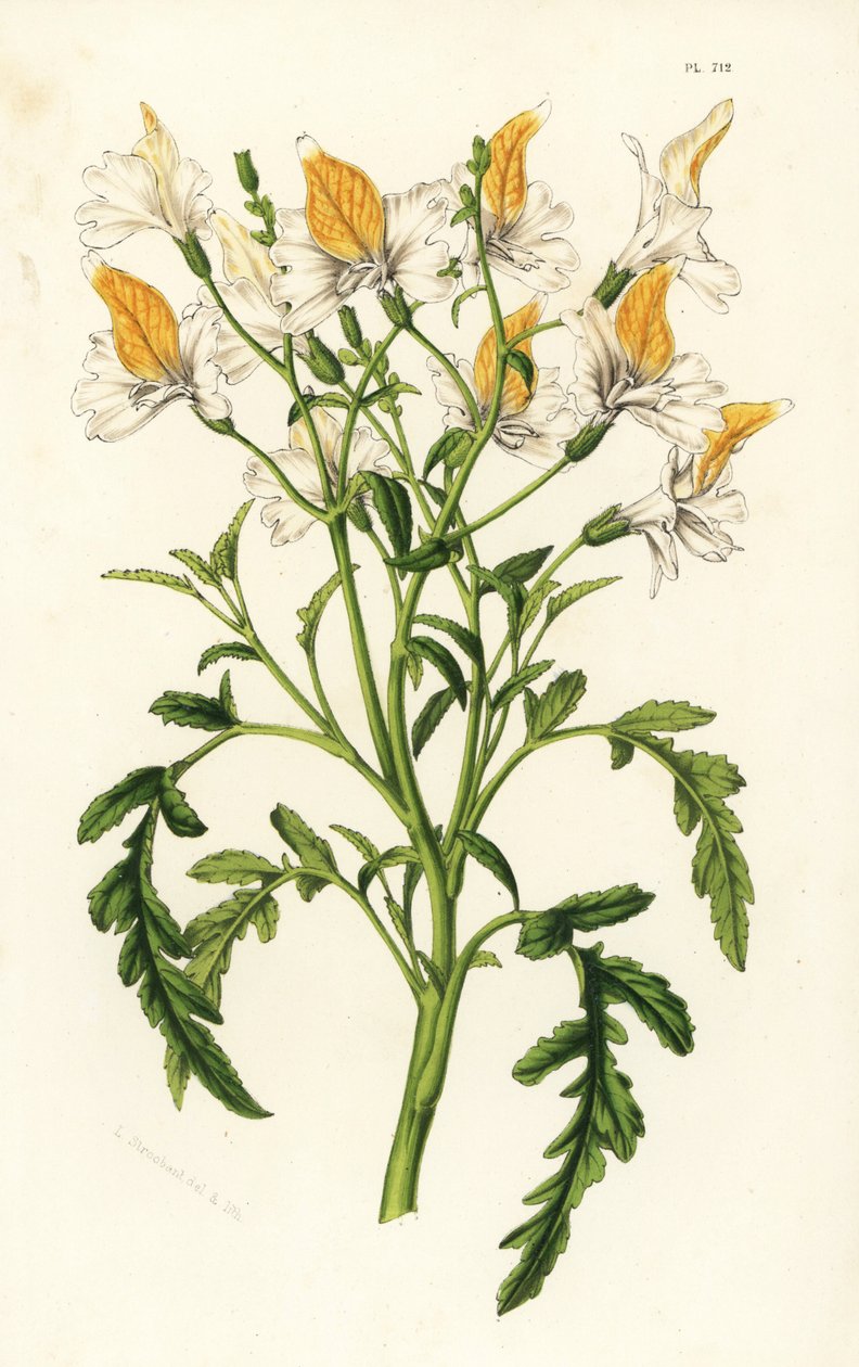 Grahams schizanthus, Schizanthus grahamii. Håndkoloreret litografi fra Louis van Houtte og Charles Lemaires Flowers of the Gardens and Hothouses of Europe, Flore des Serres et des Jardins de l