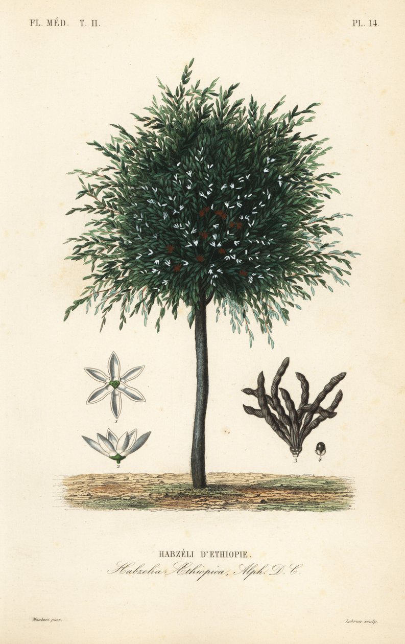 Korn af Selim, Xylopia aethiopica, Habzelia aethiopica, Habzeli fra Etiopien af Unbekannt