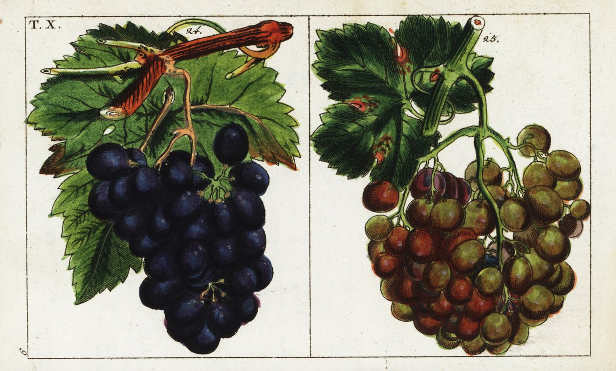 Druesorter, Vitis vinifera. af Unbekannter Künstler