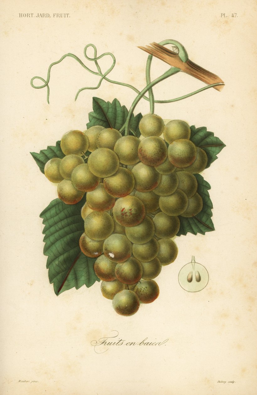 Druer, Vitis vinifera af Unbekannt