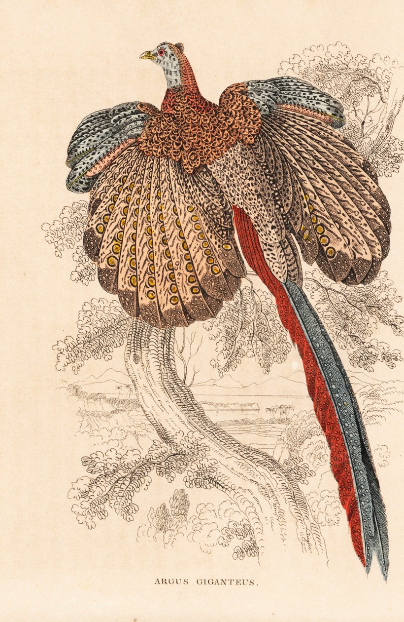Stor argusfasan, Argusianus argus (Argus giganteus). Håndkoloreret litografi fra Georg Friedrich Treitschkes naturhistoriske galleri, Naturhistorischer Bildersaal des Thierreiches, Liepzig. af Unbekannter Künstler