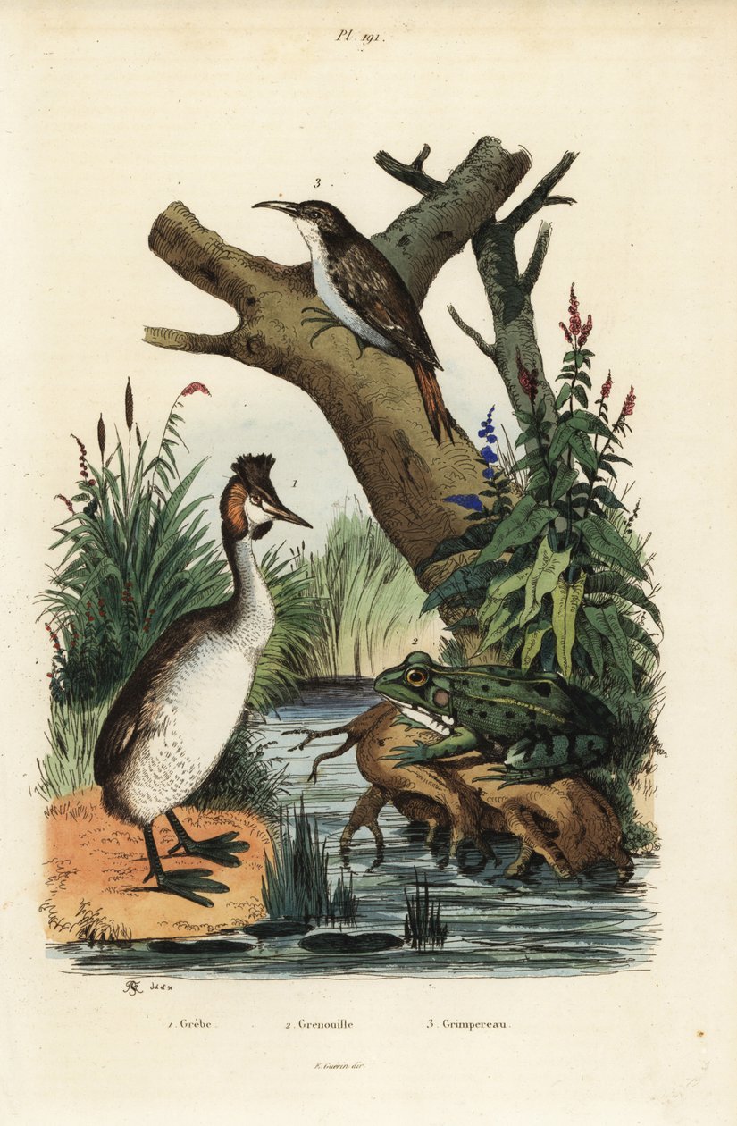 Storspovedykker, Podiceps cristatus 1, grøn frø, Pelophylax esculentus 2 og eurasisk trækrybning, Certhia familiaris 3 af Unbekannt