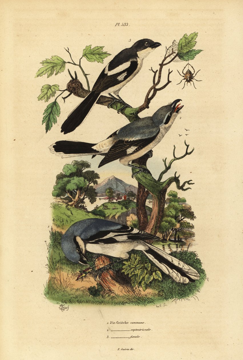 Stor tobbe, Lanius excubitor, grårygget fiskal, Lanius excubitoroides og fiskal tobbe, Lanius collaris Pie Grieche almindelig, nordlig, fiskal af Unbekannt