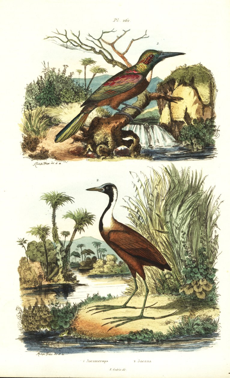 Stor jacamar, Jacamerops aureus og nordlig jacana, Jacana spinosa af Unbekannt