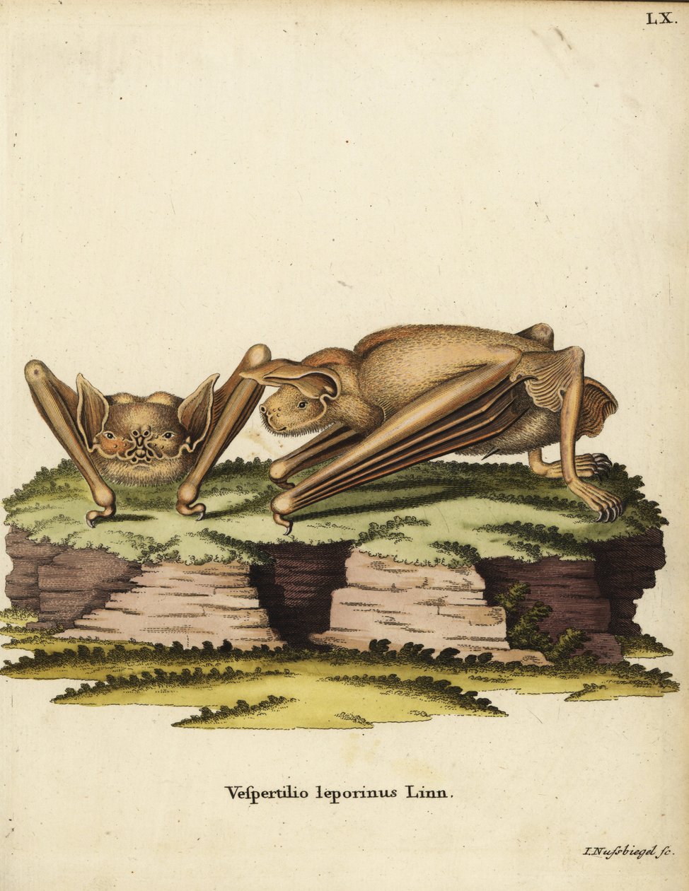 Stor bulldog-flagermus, Noctilio leporinus. Vespertilio leporinus Linn. Håndkoloreret kobberstik af Johann Nussbiegel fra Johann Christian Daniel Schreber