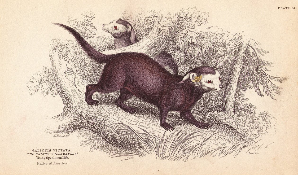 Stor grison, Gallictis vittata. Håndkoloreret stålstik af Lizars efter en illustration af Charles Hamilton Smith fra William Jardine