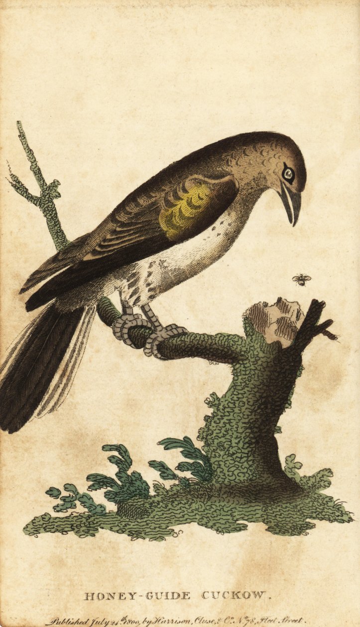 Større honningguide, indikatorindikator. ,1800 (gravering) af Unbekannter Künstler