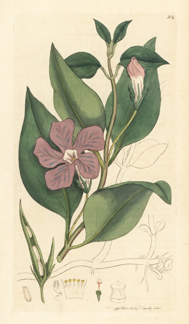 Stor perikon, Vinca major (grande periwinkle) Håndkoloreret kobberstik efter en tegning af James Sowerby til James Smith