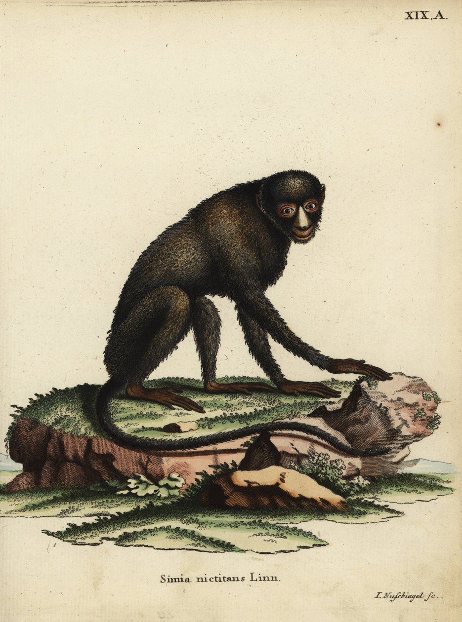 Stor pletnæseabe eller putty-nosed abe. Cercopithecus nictitans. Simia Nictitans Linn. Håndkoloreret kobberstik af Johann Nussbiegel fra Johann Christian Daniel Schrebers Animal Illustrations after Nature, eller Schrebers Fantastic Anima. af Unbekannter Künstler