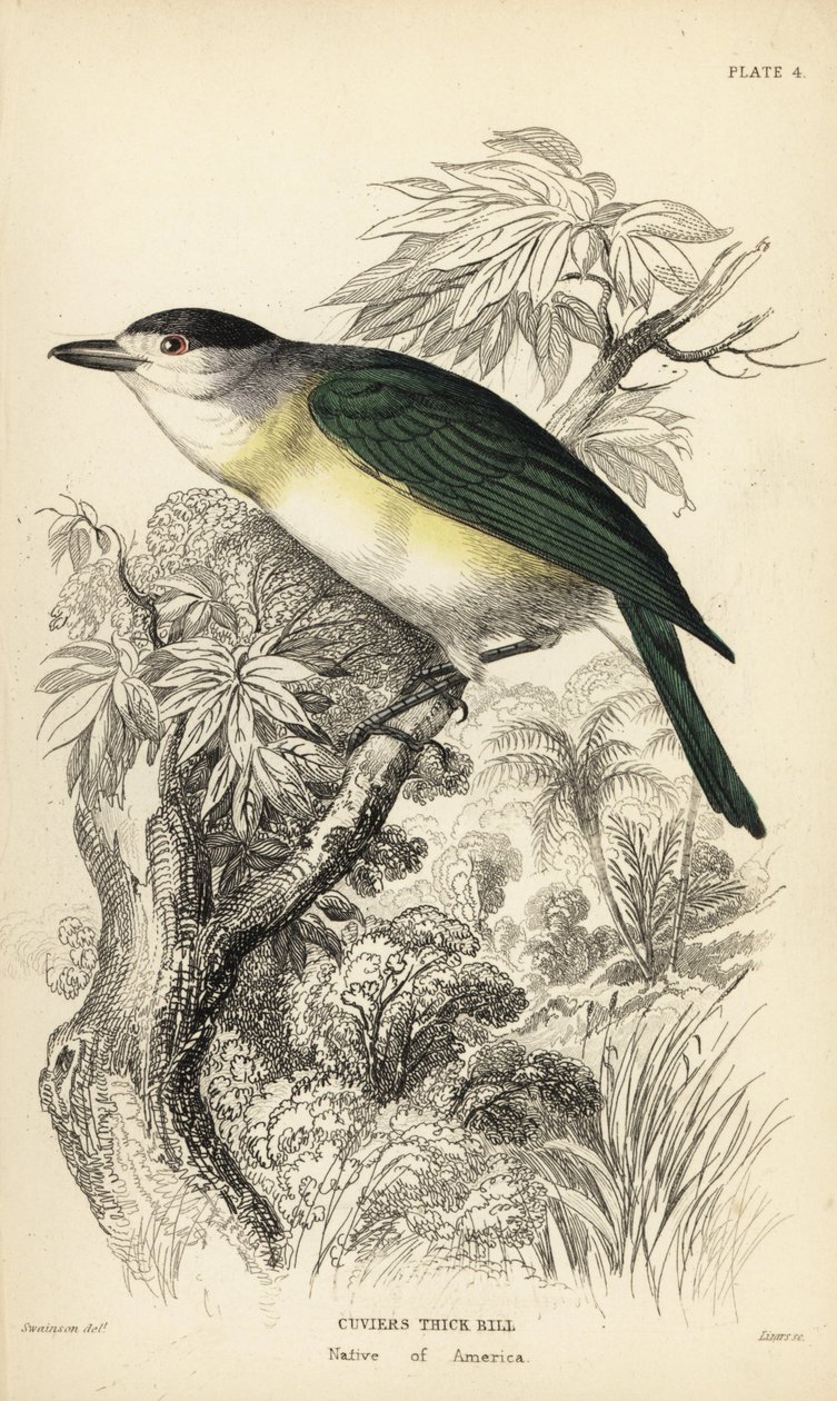 Grønrygget tornskade, Pachyramphus viridis (Cuvier