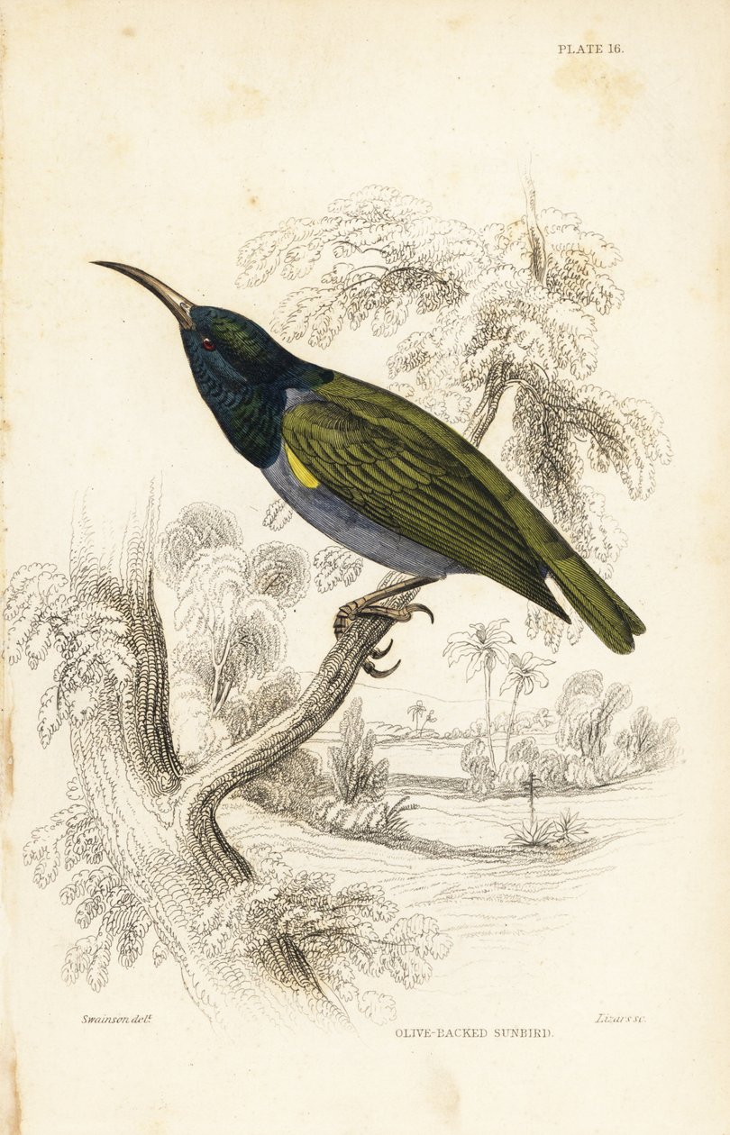 Grønhovedet solfugl (Nedre Guinea), Cyanomitra verticalis cyanocephala (olivenrygget solfugl, Cinnyris chloronotus). Håndkoloreret stålstik af William Lizars efter William Swainson fra Sir William Jardine