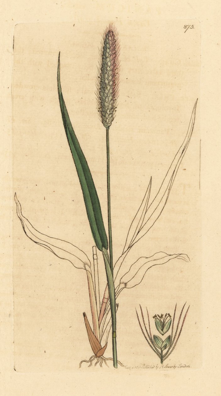 Grøn rævehale, Setaria viridis (Green panick-grass, Panicum viride) Håndkoloreret kobberstik efter en tegning af James Sowerby til James Smith
