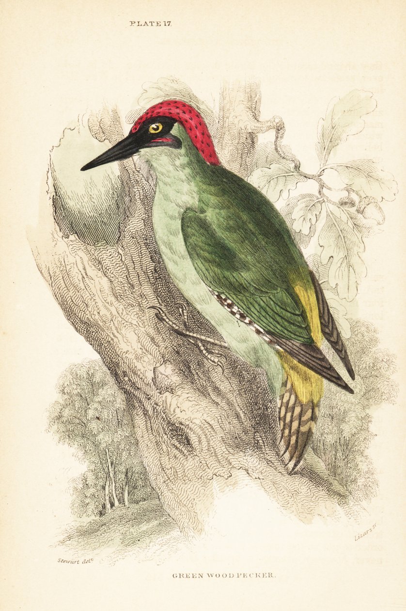Grøn spætte., Picus viridis, siddende på et træ.1889 (gravering) af Unbekannter Künstler