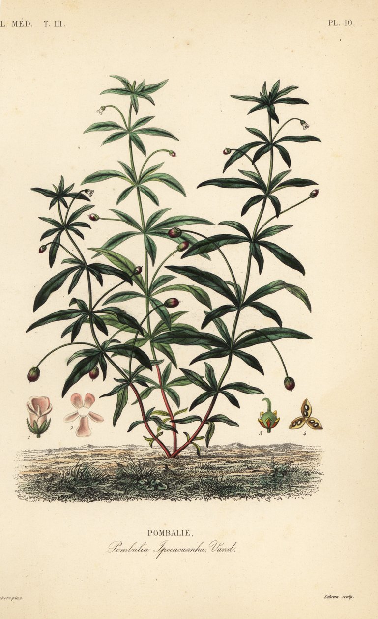 Grønviolet eller pukkelblomst, Hybanthus calceolaria, Pombalia ipecacuanha, Pombali af Unbekannt