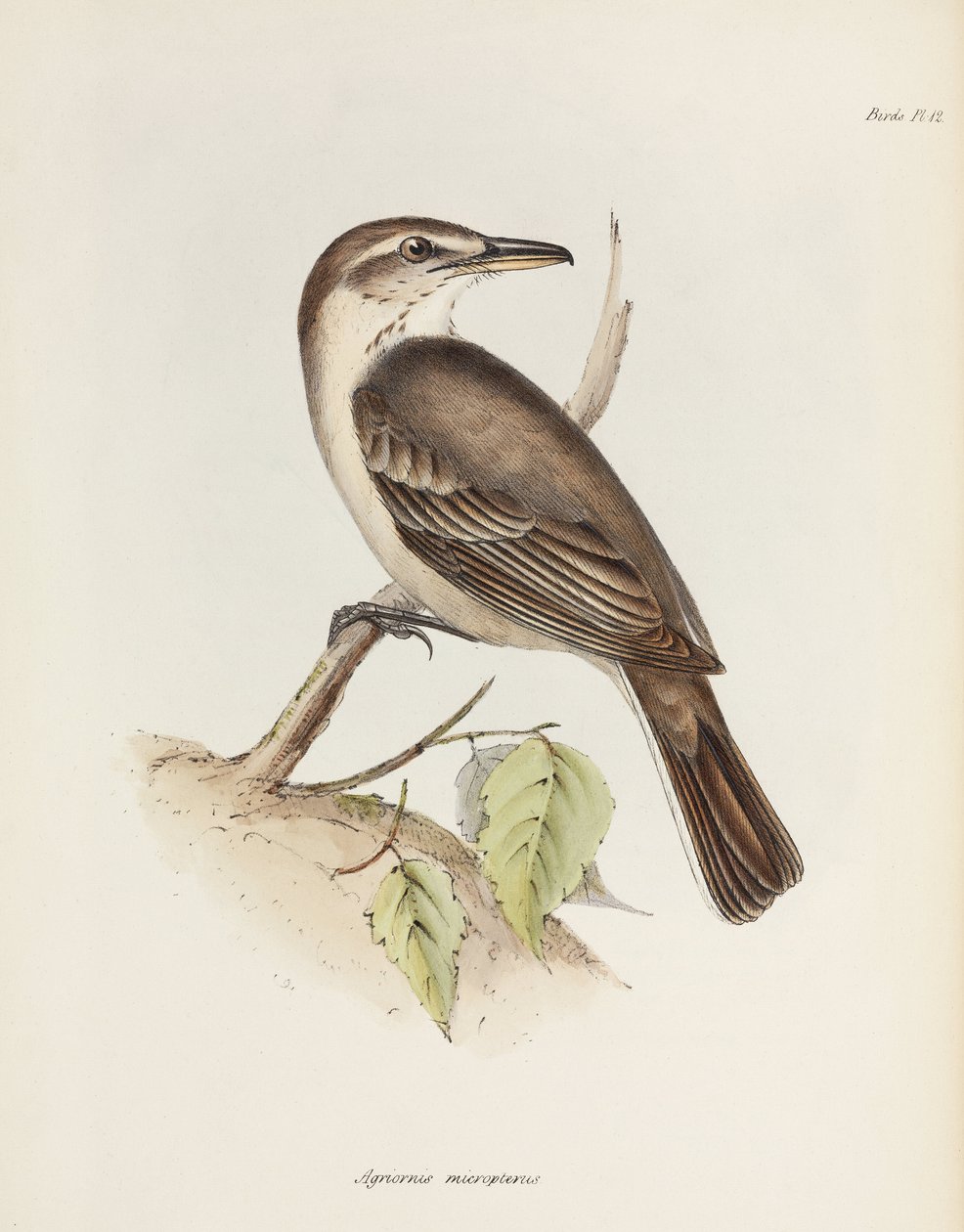 Gråbuget tobbetyrann, c 1832-1836 af Unbekannt