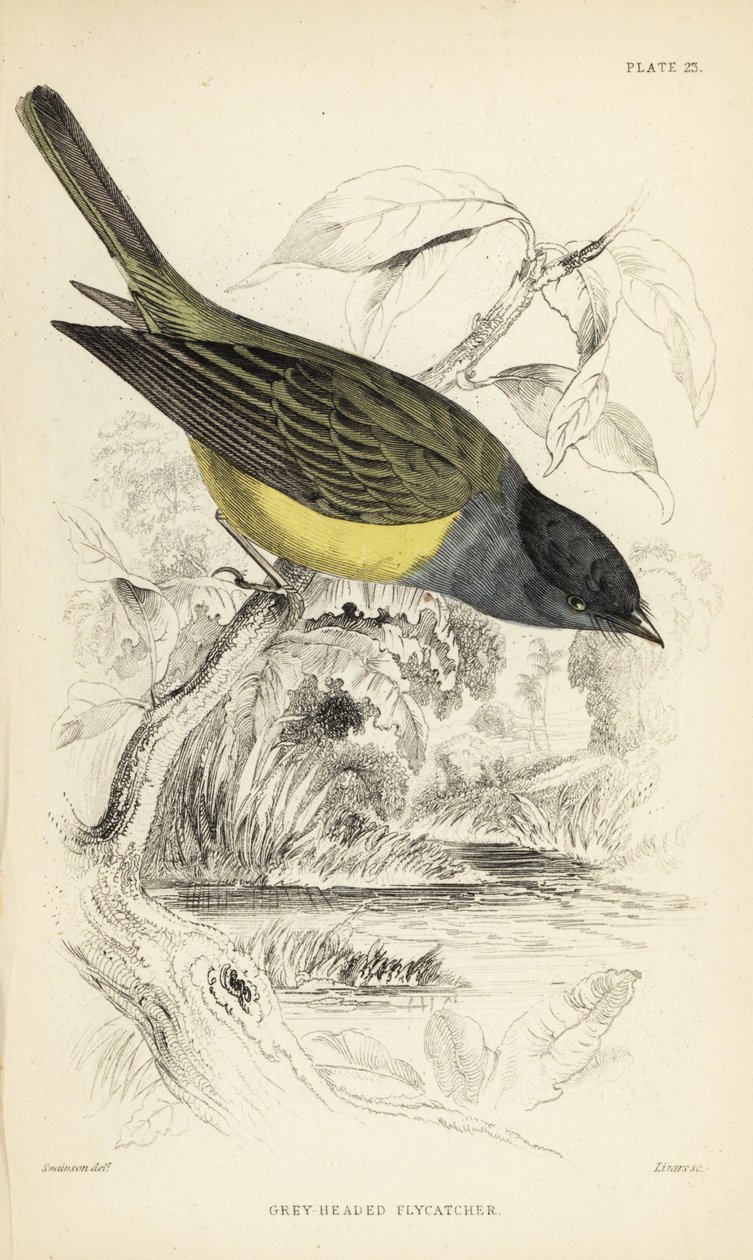 Gråhovedet kanariefuglesnapper, Culicicapa ceylonensis (Grey-headed flycatcher, Cryptolopha poiocephala). Håndkoloreret stålstik af William Lizars efter en illustration af William Swainson fra Sir William Jardine