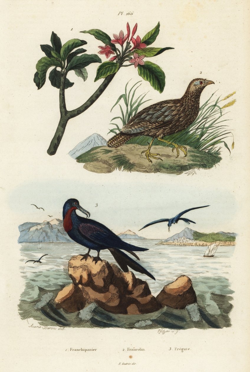 Gråvinget francolin, Scleroptila afra 2, stor fregatfugl, Fregata minor 3 og rød frangipani, Plumeria rubra 1 af Unbekannt