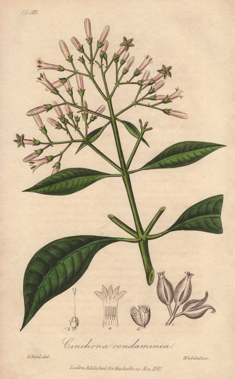 Grå Quinquina (Cinchona officinalis) - stærkt vand af William Clarke til illustration af "Medical Botanical, Description of the Medicinal Plants of London, Edinburgh and Dublin" af John Stephenson og James Morss Churchill, udgivet i London af John Churc. af Unbekannter Künstler