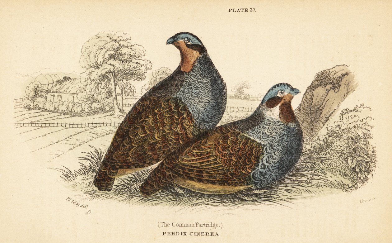 Gråagerhøne, Perdix perdix. 1889 (gravering) af Unbekannter Künstler