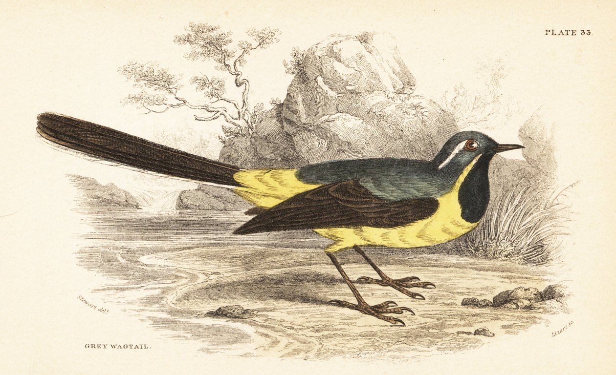 Grå vipstjert, Motacilla cinerea. 1889 (gravering) af Unbekannter Künstler