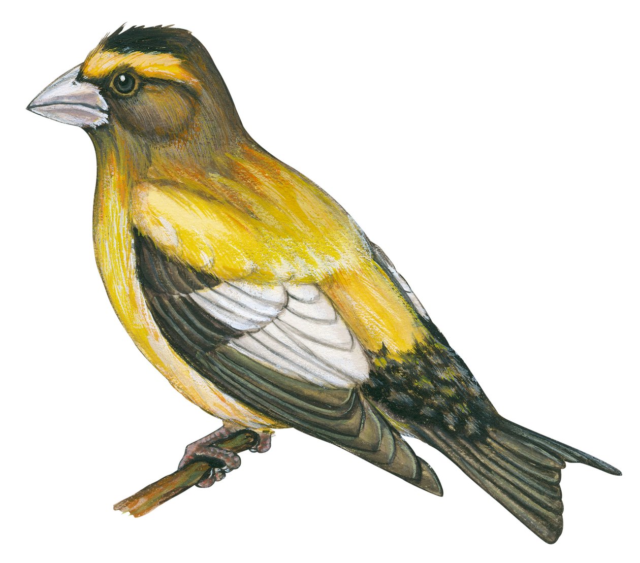Gros bec errant - Aftengrosbeak (Coccothraustes vespertines) af Unbekannter Künstler