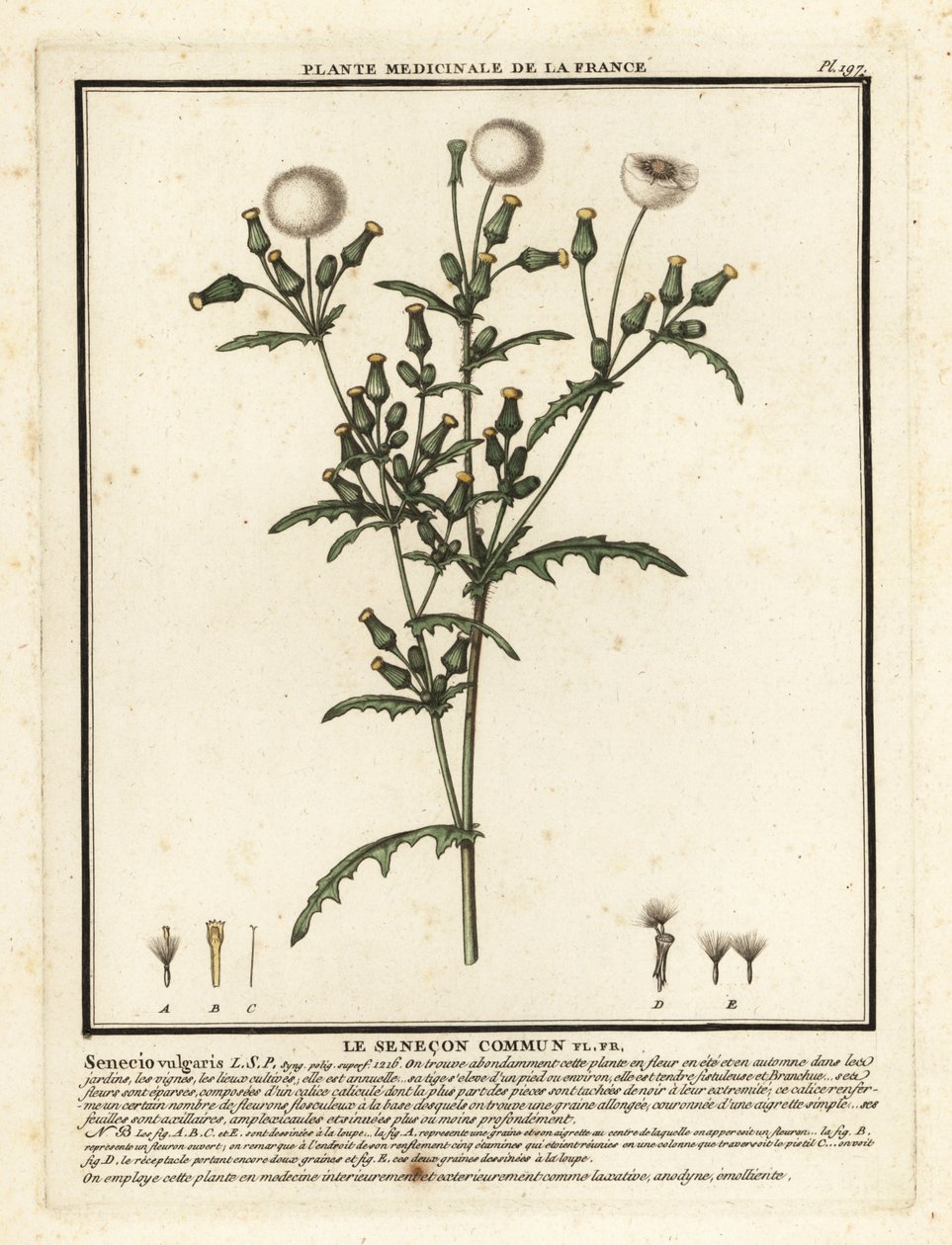 Groundsel, Senecio vulgaris. af Unbekannter Künstler