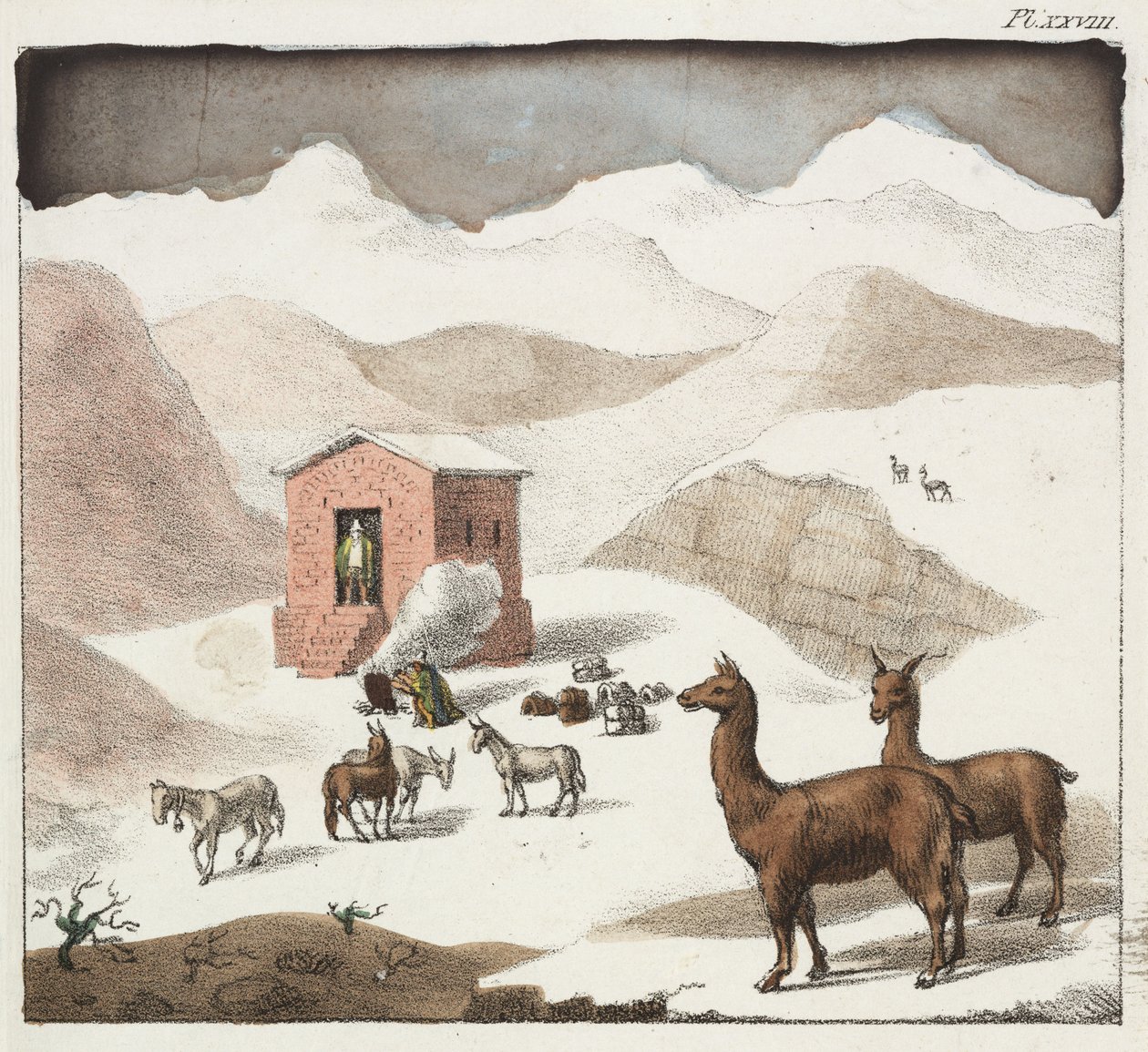 Guanacos, Hulernes Dal, Andesbjergene, Chile af Unbekannter Künstler