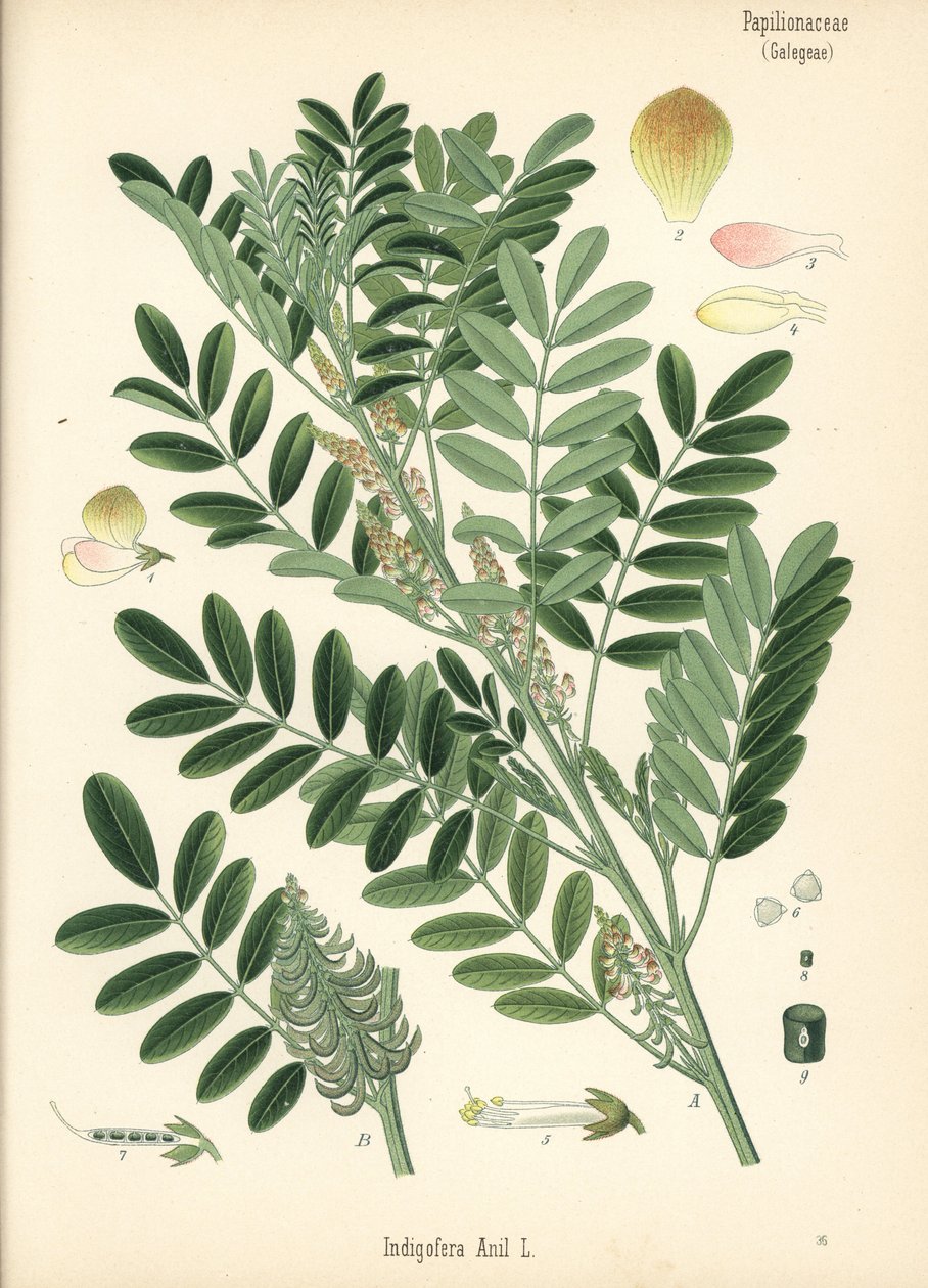 Guatemalansk indigo eller småbladet indigo, Indigofera suffruticosa (Indigofera anil). Kromolitografi efter en botanisk illustration fra Hermann Adolph Koehler