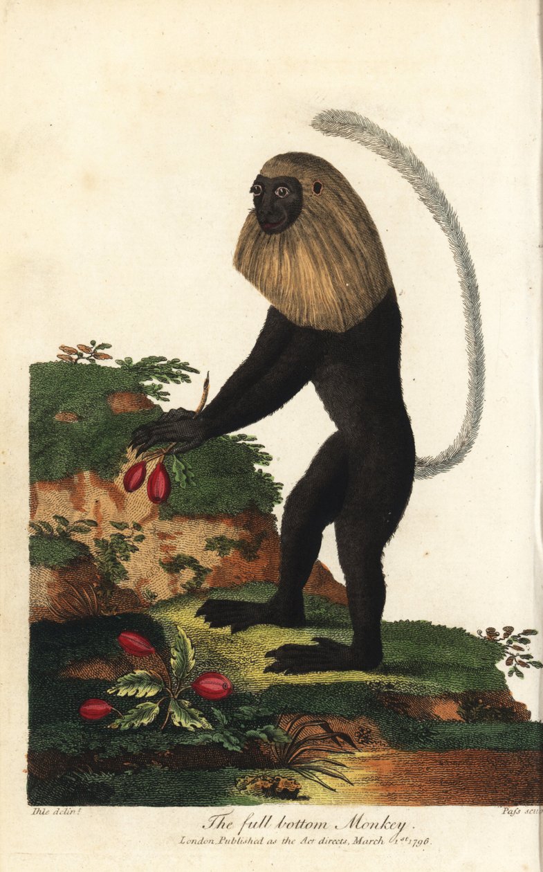 Guereza fra Angola eller angolansk sort og hvid colobe - Angola colobus, Colobus angolensis. Abe med fuld bund, opkaldt efter dens lighed med en paryk med fuld bund. Håndkoloreret kobberstik af J. Pass efter en illustration af Johann Jakob Ihle fra Eb af Unbekannter Künstler
