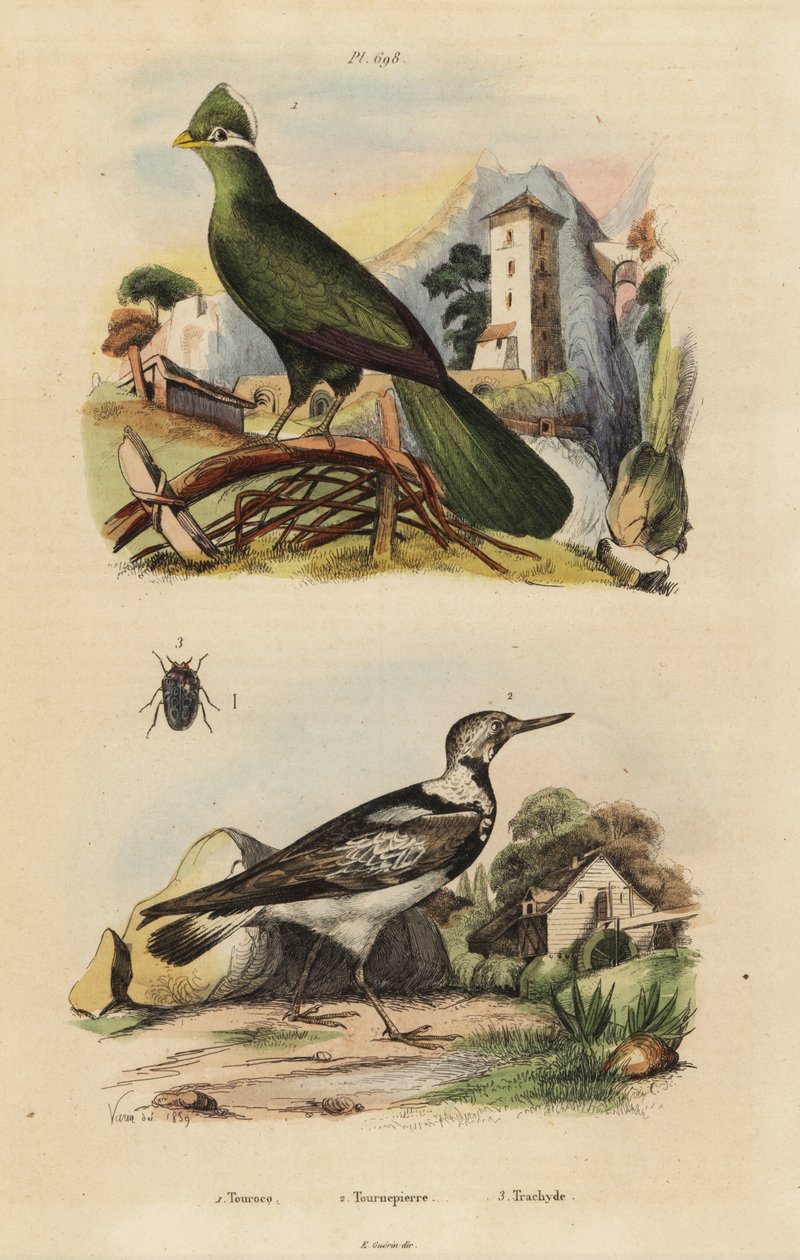 Guinea turaco, Tauraco persa og eurasisk wryneck, Jynx torquilla af Unbekannt