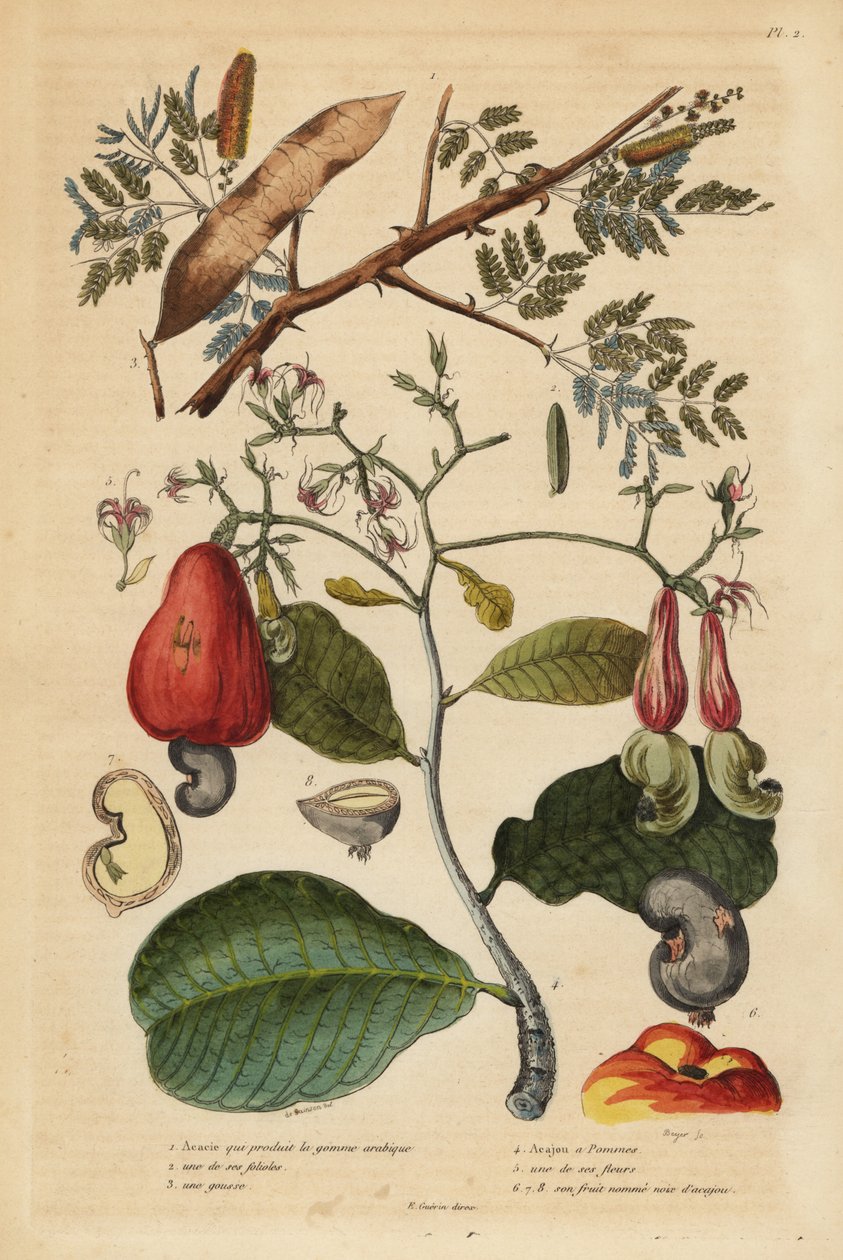 Gummi arabisk træ, Senegalia senegal (Acacia verek) 1,2,3, og cashewnøddetræ, Anacardium occidentale 4,5,6 af Unbekannt