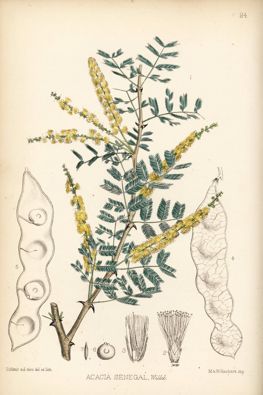 Arabisk gummi, verek eller hashab gummi, Acacia senegal. Håndkoloreret litografi af Hanhart efter en botanisk illustration af David Blair fra Robert Bentley og Henry Trimen