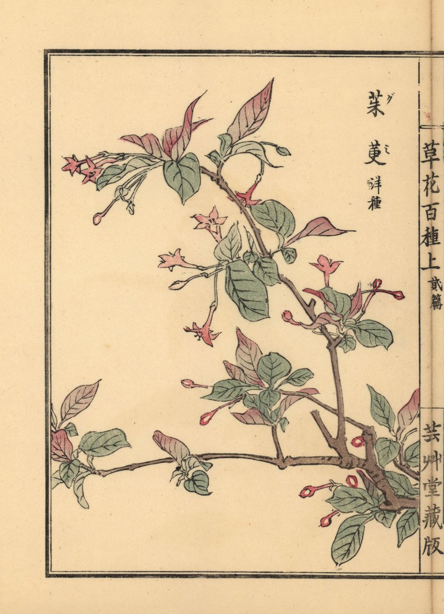 Gumi, natsugumi eller kirsebærsølvbær, Elaeagnus multiflora. Populær som prydplante eller bonsai-træ. Håndkoloreret træsnit af Kono Bairei fra Kusa Bana Hyakushu (One Hundred Varieties of Flowers), Tokyo, Yamada af Unbekannter Künstler
