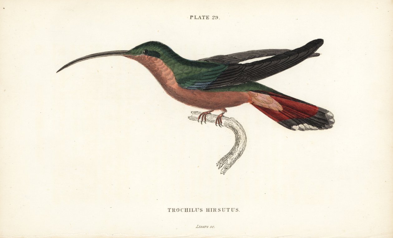 Håret kolibri, Glaucis hirsutus (Rufos-breasted hermit, Trochilus hirsutus). Håndkoloreret stålstik af William Lizars fra Sir William Jardine