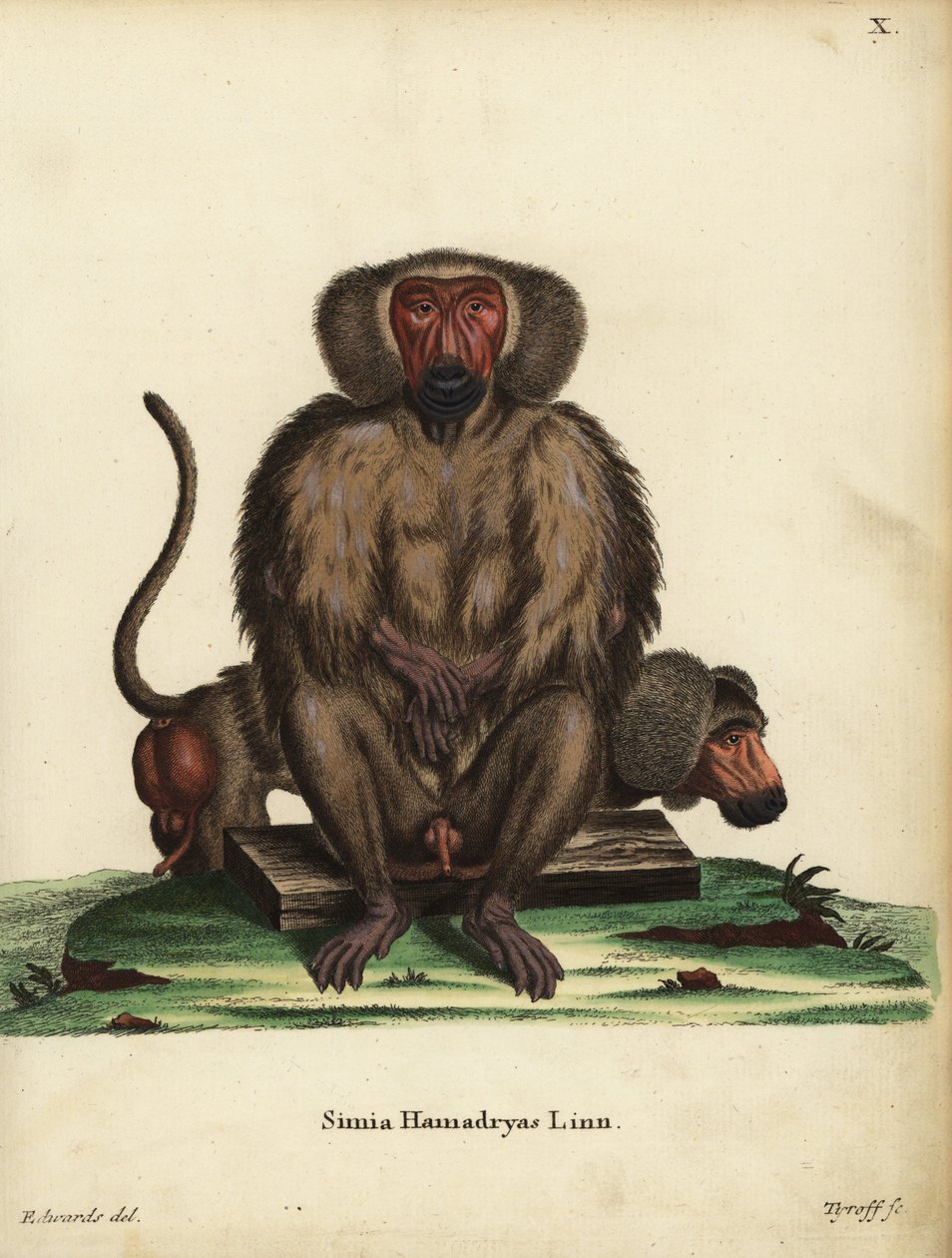 Hamadryas-bavian, Papio hamadryas. Simia hamadryas Linn. Håndkoloreret kobberstik af Tyroff efter en illustration af George Edwards fra Johann Christian Daniel Schreber