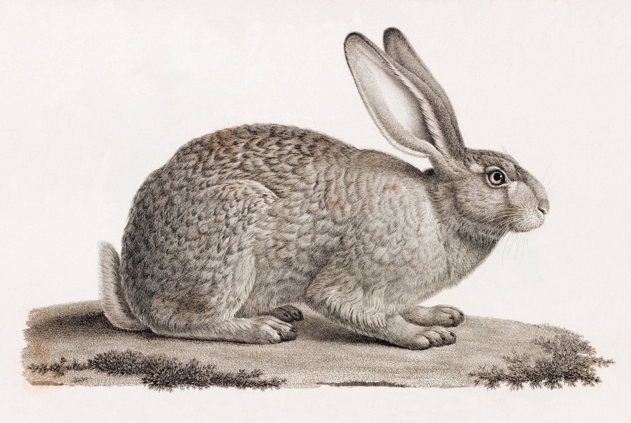 Hare fra Egypten af Unbekannt