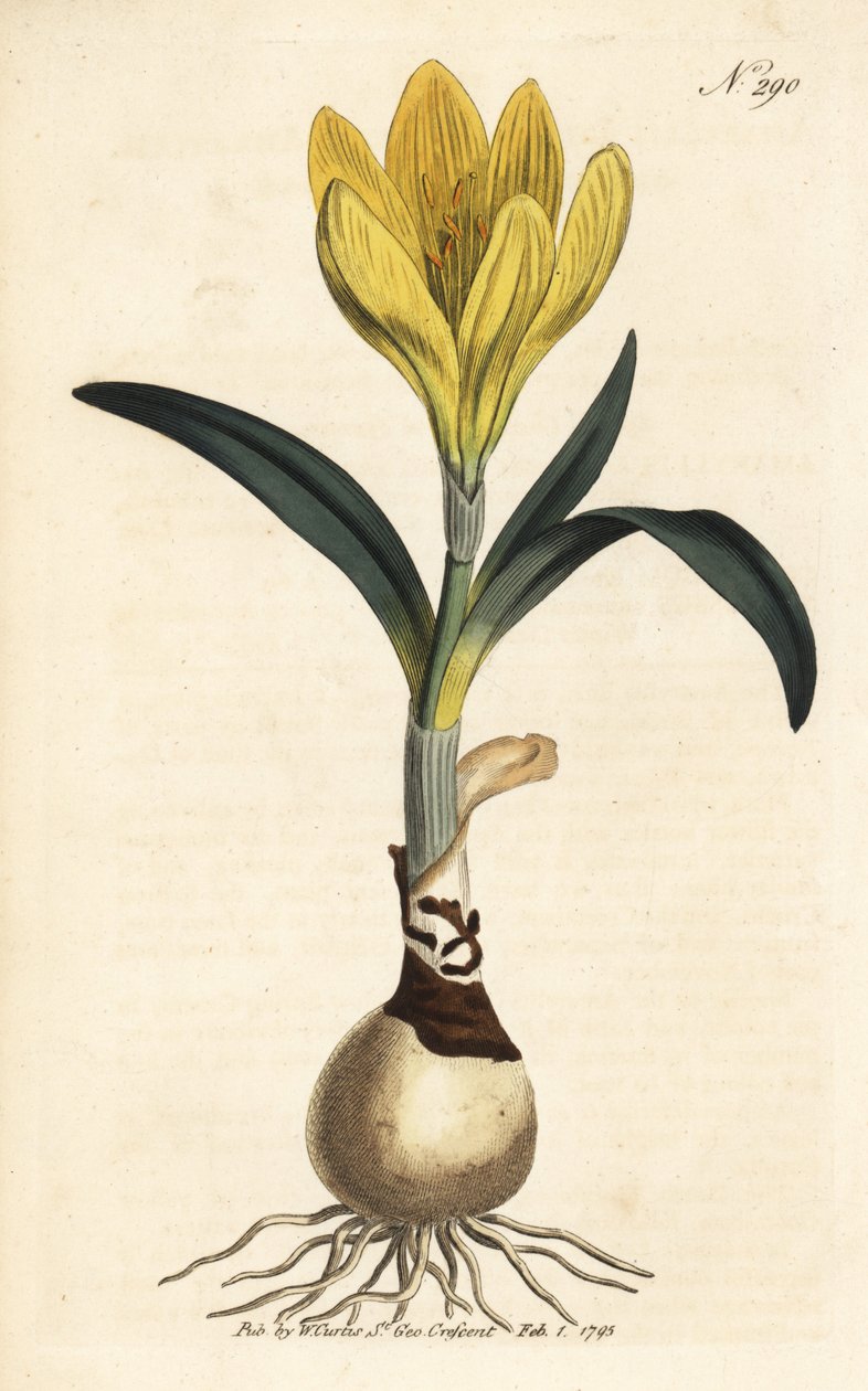 Høstmaskine - Efterårspåskelilje, Sternbergia lutea (Gul amaryllis, Amaryllis lutea) - Håndkoloreret kobberstik fra William Curtis