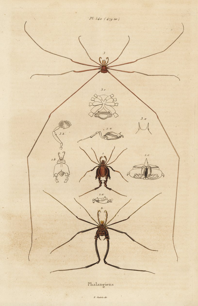 Høstmænd, mejetærskere eller daddy longlegs, Opiliones-arter af Unbekannt