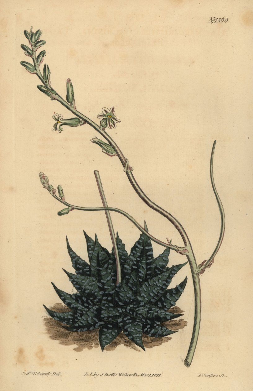 Haworthia minor eller Tulista minima (Mindste perle aloe, Aloe margaritifera minima) af Unbekannt