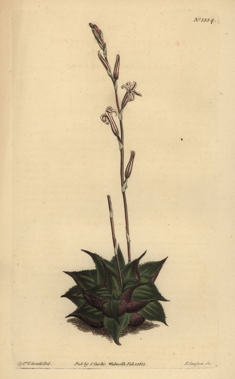 Haworthia mirabilis (rubladede pude aloe, Aloe mirabilis) af Unbekannt