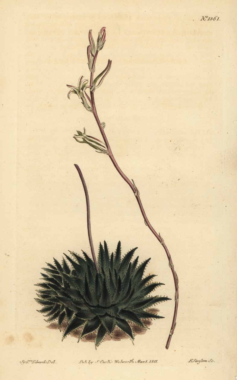 Haworthia pumila eller Tulista pumila (mørkbladet edderkoppealoe, Aloe arachnoides pumila) af Unbekannt
