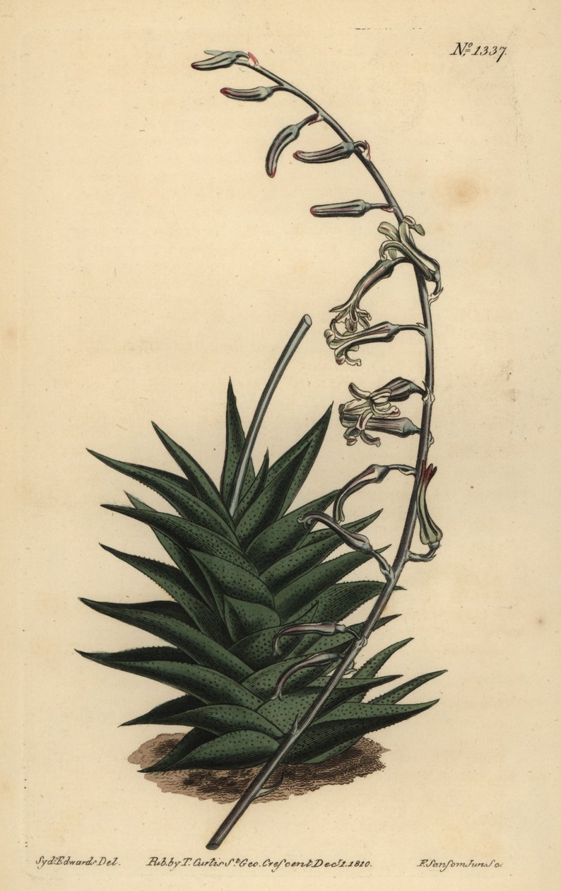 Haworthia viscosa (stivbladet aloe, Aloe rigida) af Unbekannt