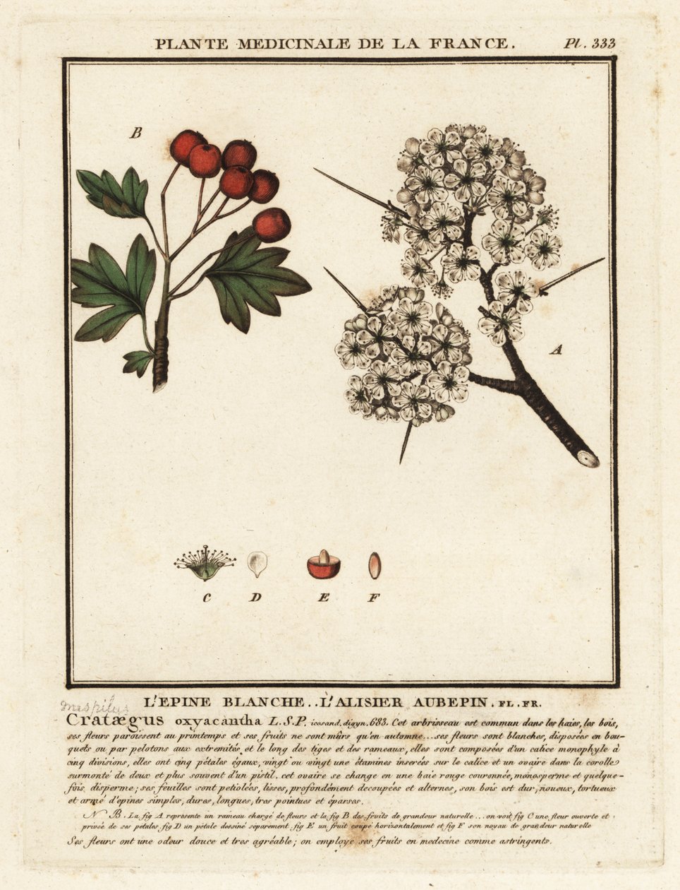 Tjørn, Crataegus rhipidophylla af Unbekannter Künstler