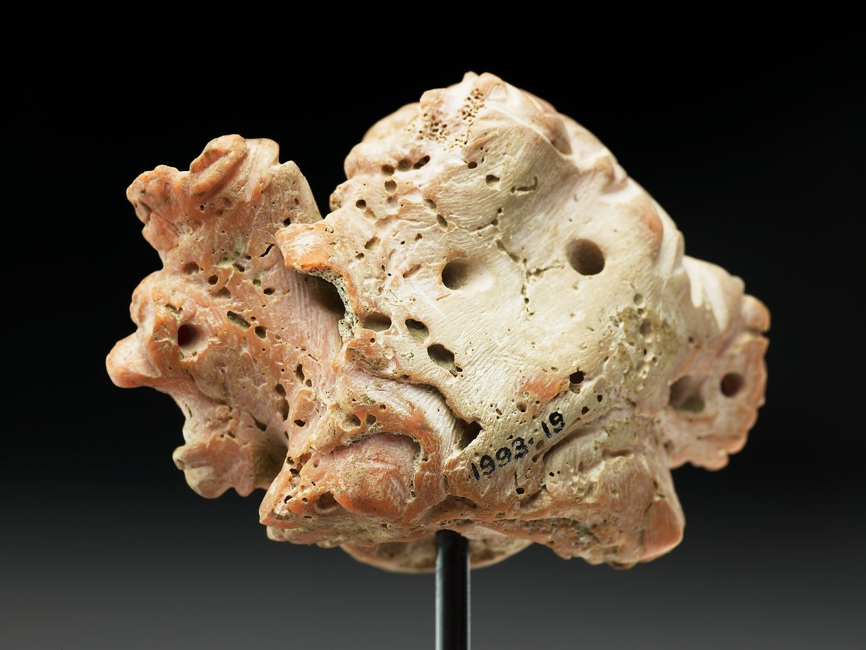 Hovedet af Medusa, fra Bactria eller Gandhara, 2.-1. århundrede f.Kr. (lyserød koral) af Unbekannt