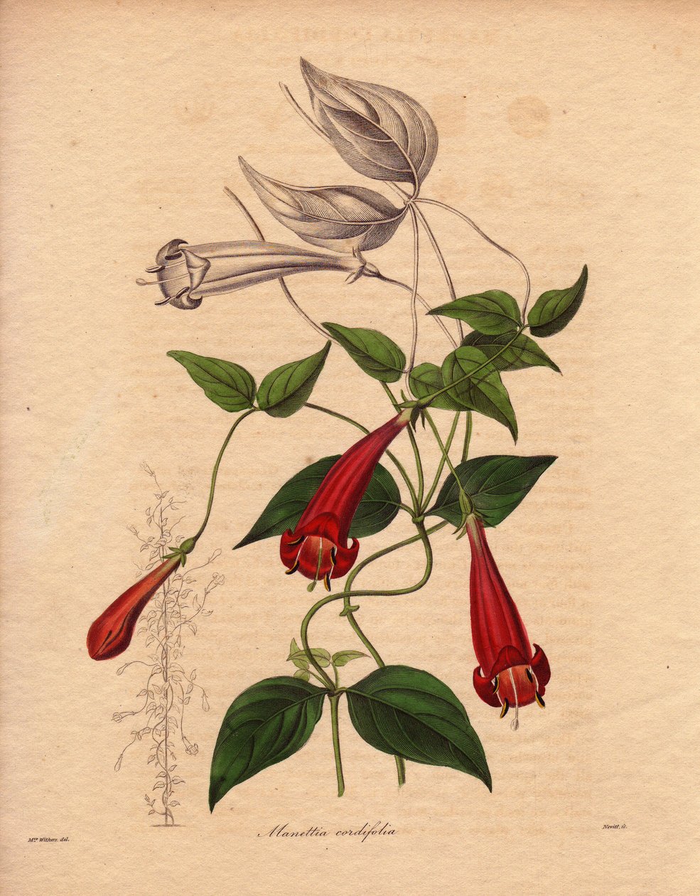 Hjertebladet manettie (Manettia cordifolia). Klatreplante med ovalt og lysegrønt løv og mange røde, rørformede blomster. Illustration af Augusta Innes Withers (1793-1877), i The Botanist, serie af Benjamin Maund i fem bind, udgivet mellem af Unbekannter Künstler