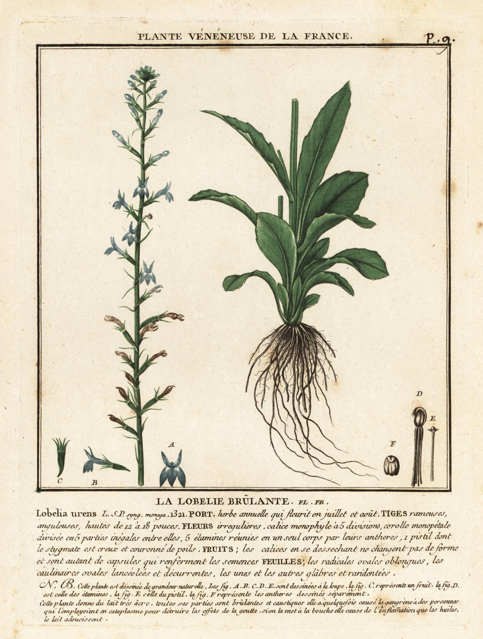 Hede lobelia, Lobelia urens. af Unbekannter Künstler