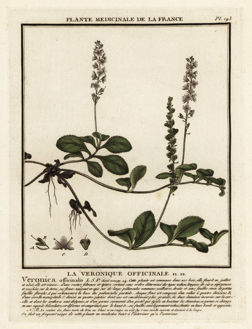 Heath speedwell, Veronica officinalis. af Unbekannter Künstler